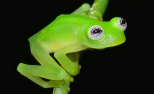 La grenouille découverte au Costa Rica