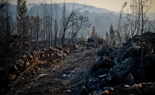 Dévastés par les flammes, des pans entiers de la montagne de Caramulo ont laissé place à un paysage de désolation, de la forêt il ne reste que des troncs d'arbres calcinés jonchant le sol et les habitants, à bout de nerfs, vivent dans l'angoisse de voir repartir le feu.