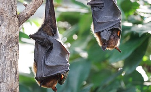 Des chauves-souris accrochées à un arbre (illustration).