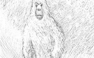 Illustration représentant le yéti.