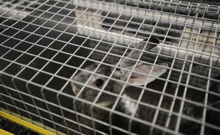 Un lapin Orylag, photographié le 19 septembre 2017, dans un élevage de l'ouest de la France. L'association L214 dénonce les conditions de promiscuité extrêmes que ces élevages intensifs imposent aux animaux.