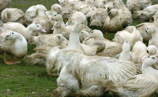Le département du Gers, deuxième producteur de foie gras français, fait partie des 18 départements concernés par les mesures de lutte contre l’épizootie de grippe aviaire