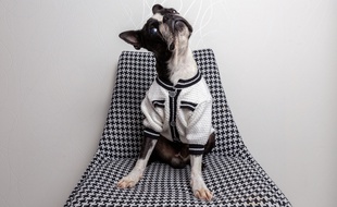 Marque Papattes d'Amour. Vêtements pour animaux..