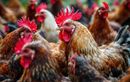 Cet automne, un vieux pneu suffit pour rendre vos poules heureuses