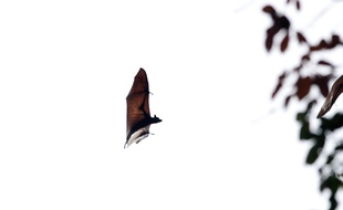 Une chauve-souris roussette.