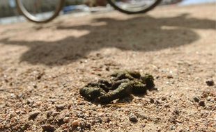 Une crotte de chien. Illustration.