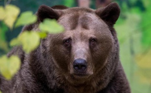Un ours brun photographié le 13 novembre 2014 au zoo de Bratislava, en Slovaquie