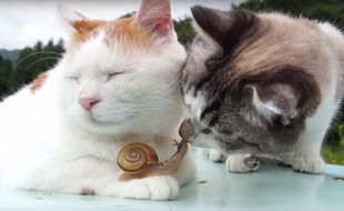 Les deux chats se sont pris d'affection pour ce petit escargot.