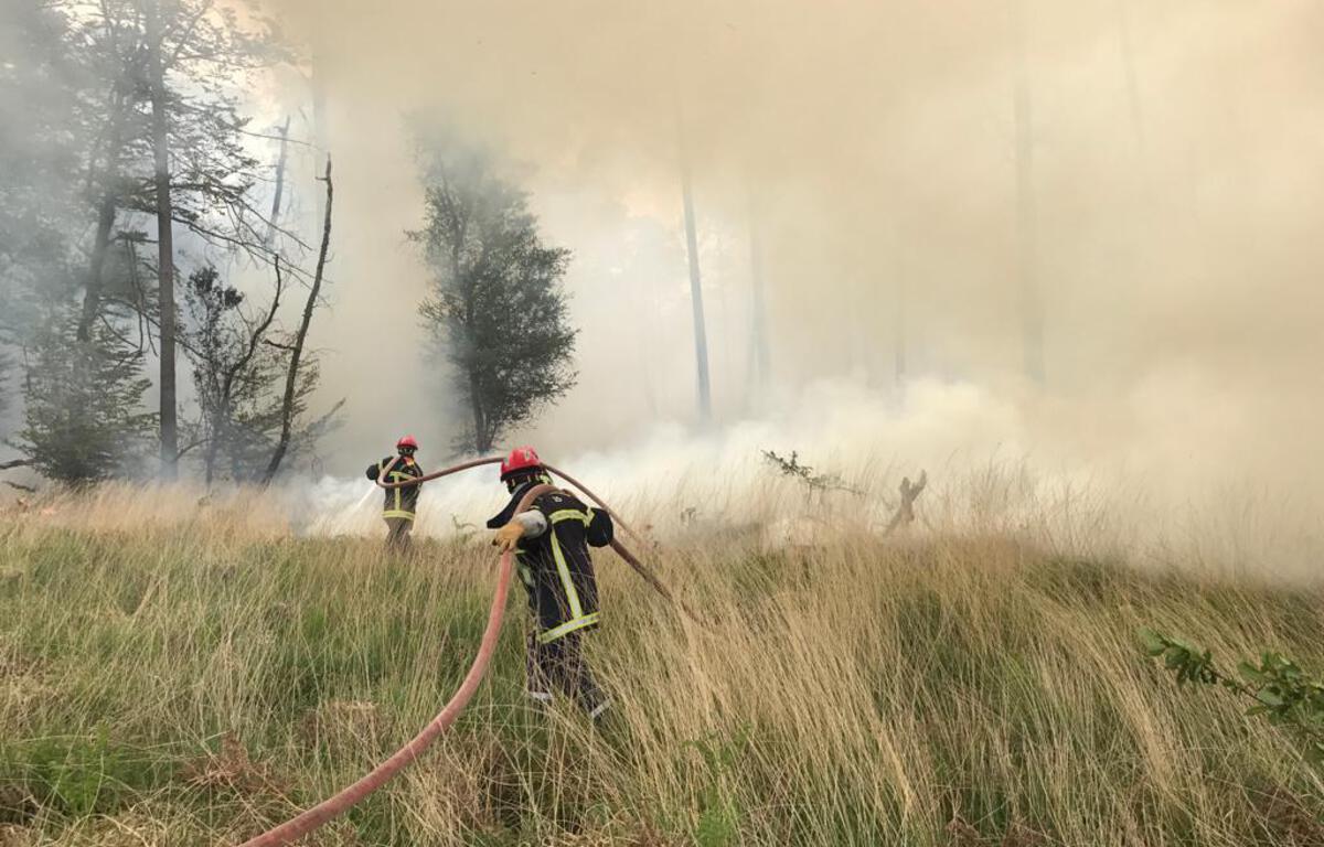 A Rennes, une « forêt mosaïque » pour mieux se protéger des incendies