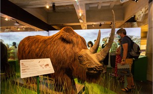 Le chercheur David Reby a recomposé le cri des trois espèces disparues parmi lesquelles le le rhinocéros laineux.