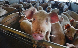 Illustration d'un élevage de porcs.