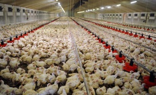 Des poulets élevés en batterie