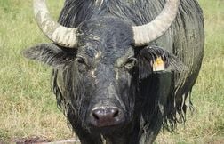 Un fermier tué par des buffles qu’il avait achetés la veille aux enchères