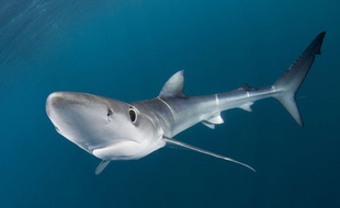 Illustration d'un requin bleu ou requin à peau bleue.