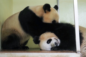 Huan Huan et Yuan Meng se font des papouilles le 20 mars dernier.