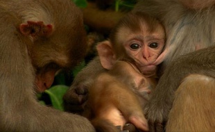 Allaitement chez les macaques.