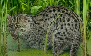 Un chat viverrin, félin aimant l'eauet spécialisé dans la chasse aux poissons.