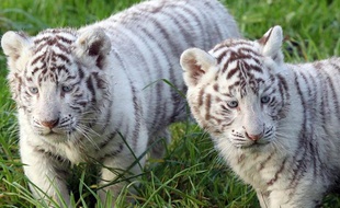 Des tigres blancs.