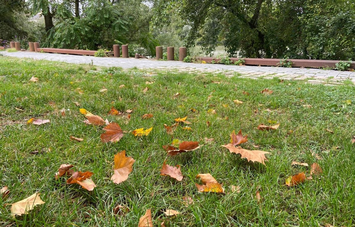 Réchauffement climatique : Est-ce inquiétant que les feuilles des arbres tombent déjà ?