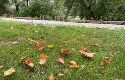 Est-ce inquiétant de voir déjà les feuilles des arbres tomber ?