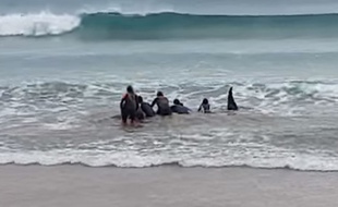Un groupe de surfeurs a aidé une baleine coincée dans le sable, dans le Pays basque espagnol.