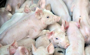 Après plus de deux semaines de suspension, le Marché du porc breton (MPB), qui fixe le prix de référence au plan national, tente de faire revenir les acheteurs