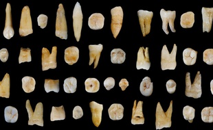 Découverte de dents d'Homo Sapiens datant d'au moins 80.000 ans en Chine.