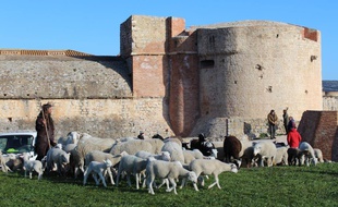 C'est l'embouteillage au moment de descendre dans les douves pour les brebis de la forteresse de Salses-le-Château