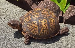 Un homme reconnaît un trafic de tortues protégées vers Hong Kong