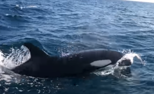 Des orques ont été filmées tournant autour d'un bateau au large d'Arcachon