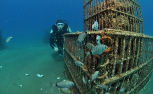 La pollution et le bétonnage déciment les minuscules larves de poissons qui s'approchent des côtes méditerranéennes pour grandir. Au nom de la biodiversité, des chercheurs prélèvent en mer les futurs loups et rascasses, les élèvent en aquarium et les relâchent quand ils sont plus costauds.