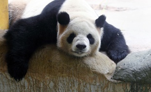 Avec une telle bouille, pas étonnant que les pandas puissent adoucir les relations internationales...