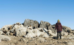 Photographie prise par la Croix-Rouge le 10 mars 2016 et transmise le 18 mars 2016 montrant une éleveuse mongole devant son cheptel décimé