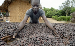 Un ouvrier agricole manipule des fèves de cacao en Côte d'Ivoire en 2003 (illustration).