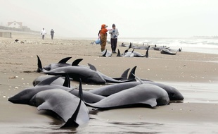 Le 10 avril 2015, des dauphins échoués sur la plage d'Hokota, préfecture d'Ibaraki au Japon.