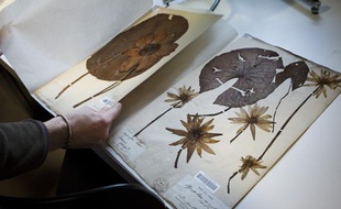 L'Herbier national, le plus grand et le plus ancien herbier du monde, en novembre 2013 au muséum d'histoire naturelle de Paris