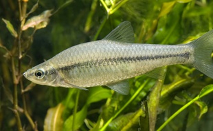 Importé en Europe dans les années 60, le goujon asiatique est porteur d'un parasite mortel pour les autres espèces de poisson.