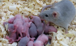 Souris (illustration).
