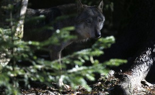 Illustration: Un loup le 13 novembre 2012 dans le parc du Mercantour , à Saint-Martin-Vesubie.