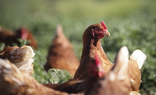 Illustration de poules pondeuses élevées en plein air dans une ferme écologique du Gard