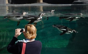 Des pingouins le 8 avril 2014 au zoo de Vincennes