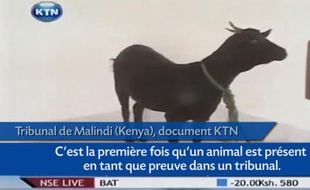 Capture d'écran du reportage de KTN sur le procès du violeur d'une chèvre au Kenya.