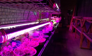 Des LED horticoles permettent aux jeunes pousses de grandir dans le tunnel du Bunker comestible à Strasbourg.