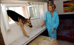 Cette femme tient un hôtel pour chiens et chats. Si vous saviez que ce métier existe, peut-être que vous aussi seriez en train d'accueillir un chien dans sa chambre d’hôtel.