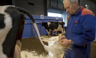 Un fermier prépare ses vaches en vue de l'ouverture du Salon international de l'Agriculture qui se tient Porte de Versailles à Paris, du 19 au 27 février, le 18 février 2011.