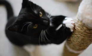 Le griffoir permet d'assouvir le besoin naturel du chat de griffer, encore et encore.