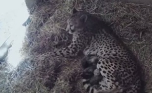 Des bébés guépards naissent à Sigean.