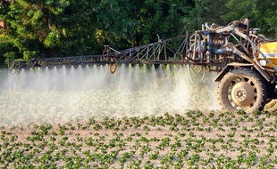 Des pesticides déversés sur un champ de patates, dans le nord de la France (image d'illustration).