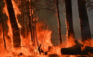 L'Australie est touché par de violents incendies au mois de novembre 2019.