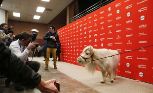 Le cheval miniature Daisy lors de la première du western «Damsel», à Sundance, le 23 janvier 2018.